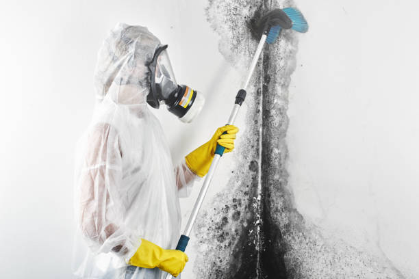 Best Asbestos and Lead Testing During Mold Inspection  in Oquawka, IL