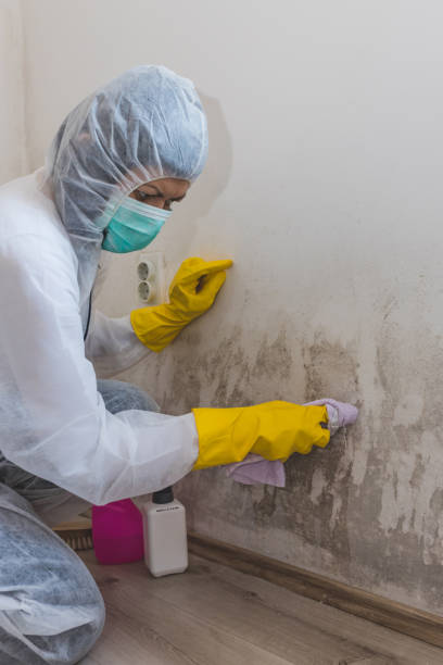Best Mold Documentation for Insurance Claims  in Oquawka, IL